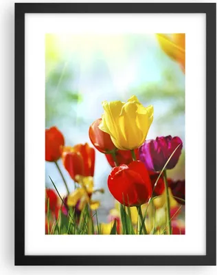 Produktbild von Gerahmtes Poster - Schwarzer Rahmen - Tulpe Blume Plantage Wiese - 30x40 cm - Wand Bild - Wanddeko - Wandbilder - Wandposter - Bilderrahmen - Bilder - Kunstdruck - Wandbild - P2BPA30x40-2566