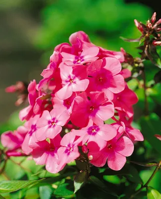 Zdjęcie produktu dla Phlox x arendsii 'Anja', kwiat płomienny, różowy, doniczka ok. 11x11 cm