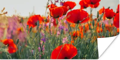 Produktbild von MuchoWow® Poster Mohn - Blumen - Rot - Lila - Wiese 160x80 cm - Foto Poster