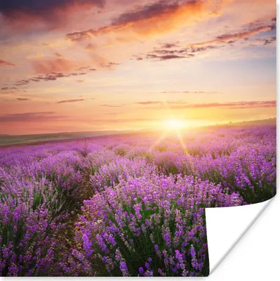 Produktbild von MuchoWow® Poster Lavendel - Sonne - Blumen 30x30 cm - Wandposter - Printing