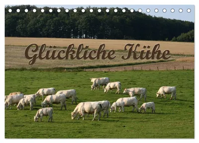 Produktbild von Glückliche Kühe (Tischkalender 2027 DIN A5 quer), CALVENDO Monatskalender