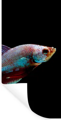 Produktbild von MuchoWow® Wandtattoo Wandsticker Wandaufkleber Fische - Tiere - Licht 80x160 cm Selbstklebend und Repositionierbar