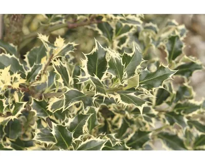Produktbild von Stechpalme FloraSelf Ilex aquifolium 'Argentea Marginata' H 40-60 cm Co 6 L