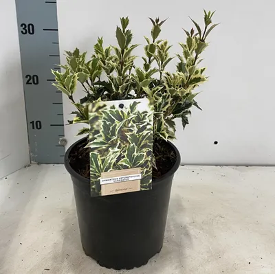 Obrázok produktu pre Osmanthus var. ‚Variegatus‘ – voňavý kvet | 20–25 cm v črepníku