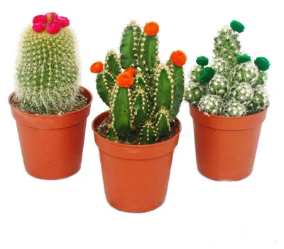 Produktbild von Kakteen-Set - 3 verschiedene Pflanzen im 5,5cm Topf mit bunten Strohblüten