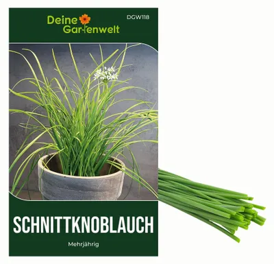Produktbild von Schnittknoblauch Mehrjährig Samen - Allium tuberosum - Schnittknoblauchsamen - Kräutersamen - Saatgut für 100 Pflanzen