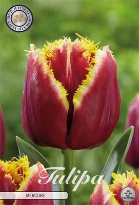 Artikelbild 2 von 'Tulpe Mercure (7 Stück)' aus der Kategorie Gefranste Tulpen