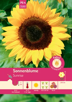 Produktbild von Pabst Keimkraft - Sonnenblume Sunrise Samen - 173580