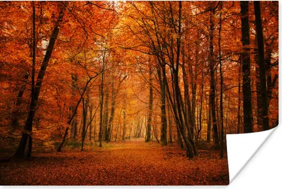 Produktbild von MuchoWow® Poster Herbst - Rot - Wald 120x80 cm - Bilder
