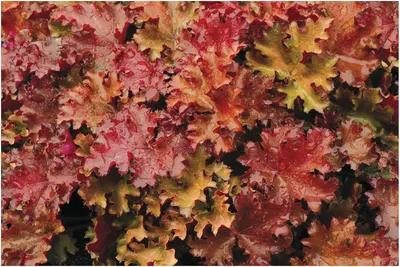 Produktbild von Stauden Gänge 3 x Heuchera Hybride 'Peach Crisp' im 1 Liter Topf - Purpurglöckchen - Sonnengeküsstes Laub für traumhafte Beete