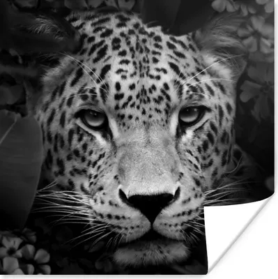 Produktbild von MuchoWow® Poster Dschungel - Panther - Wilde Tiere - Schwarz - Weiß 75x75 cm - Wand Dekoration