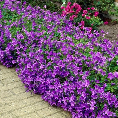 Produktbild von 6 Pflanzen Polster-Glockenblume, Campanula portenschlagiana, winterhart, P9 Topf