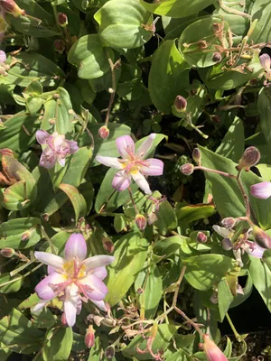 Image de 6 x Tricyrtis hirta 'Tojen' - Lys des crapauds - pot 9x9 cm