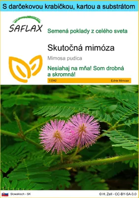 Obrázok produktu pre SAFLAX Darčeková sada - Skutočná mimóza - Mimosa pudica - 70 Semená - S darčekovou krabičkou, prepravným štítkom, darčekovou kartou a pestovateľským médiom