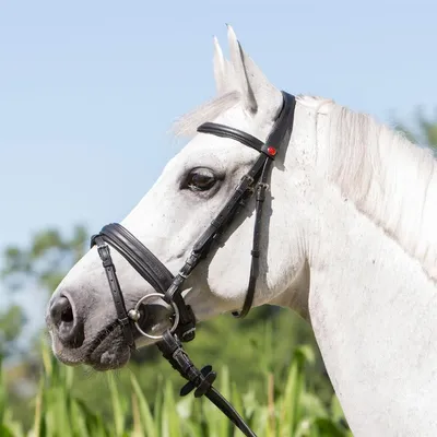 Produktbild von Kieffer Trensenzaum Ultrasoft Economy, Größe Pferd:Warmblut