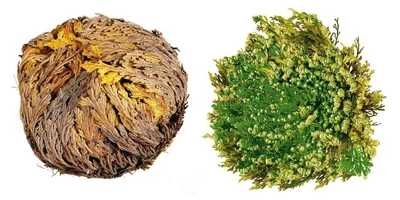 Image de WLM Rose de Jéricho