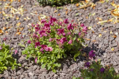 Produktbild von Rhododendron camtschaticum, Zwerg-Rhododendron, rosa, 15–20 cm