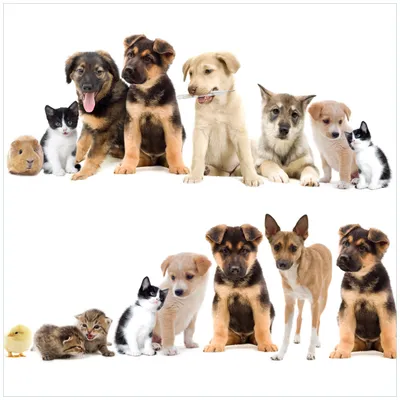 Produktbild von Wallario Magnet für Kühlschrank / Geschirrspüler, magnetisch haftende Folie - 60 x 60 cm, Motiv: Süße Haustiere - Katzen  Hunde  Hamster  Küken