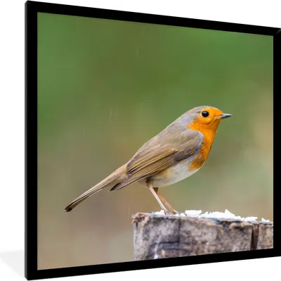 Produktbild von MuchoWow® Gerahmtes Poster Tiere - Vogel - Rotkehlchen 40x40 cm - Poster mit Schwarzem Bilderrahmen Wandposter Rahmen Foto Bilder - Mit Rahmen - Wanddekoration Schlafzimmer