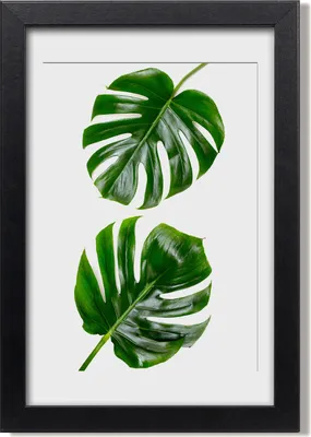 Produktbild von Bild 20x30 MDF-Rahmen, Wandkunst monstera