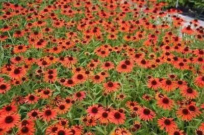 Obrázek produktu pro 6 x Echinacea purp. orange Skipper' - Echinacea - květináč 9 x 9 cm