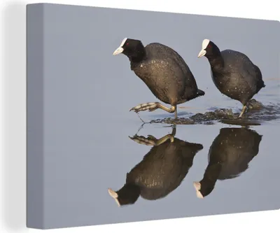 Produktbild von OneMillionCanvasses® - Leinwandbilder - 140x90 cm, Laufende Blässhühner, Wandbilder Kunstdruck Wanddekoration - Foto auf Leinwand - Gemälde auf Holzrahmen