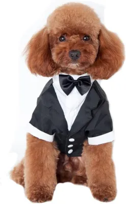 Produktbild von Hundemantel - Größe S
