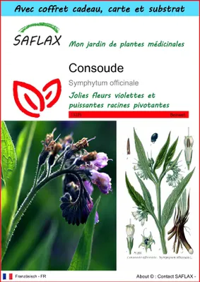Image de SAFLAX Ensemble-cadeau - Consoude - 15 graines - Symphytum