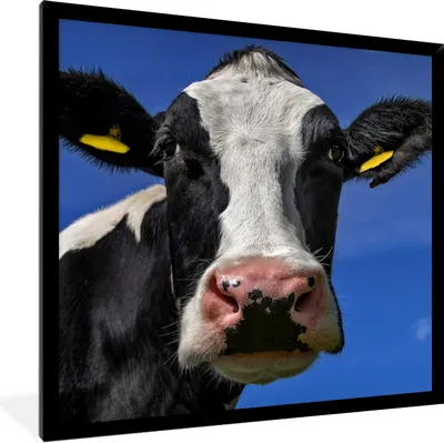 Produktbild von MuchoWow® Gerahmtes Poster Kuh - Blau - Tiere 40x40 cm - Poster mit Schwarzem Bilderrahmen Wandposter Rahmen Foto Bilder - Mit Rahmen - Wanddekoration Schlafzimmer