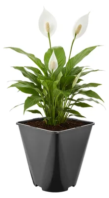 Produktbild von Garronda 5 Stück Kunststoff eckig abgerundet mit Drainagelöchern für Garten (Schwarz, 18 x 18 x 20 cm (5L)) GD-KW-SR