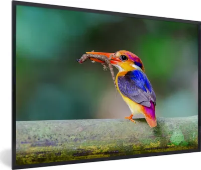 Produktbild von MuchoWow® MuchoWow® Gerahmtes Poster Eisvogel - Salamander - Zweig 90x60 cm - Poster mit zchwarzem Bilderrahmen - Fotorahmen - Foto-Plakat