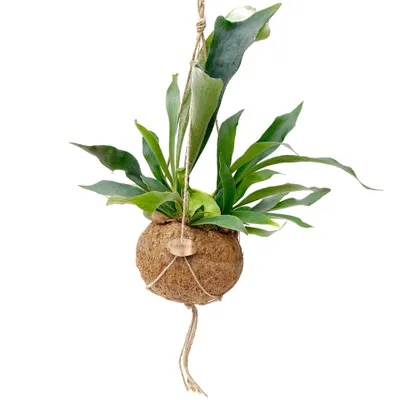 Obrázok produktu pre Kokodama Platycerium bifurcatum (L)
