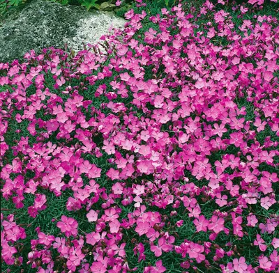 Produktbild von Dianthus gratianop. 'La Bourboule', Nelke, rosa, ca. 9x9 cm Topf