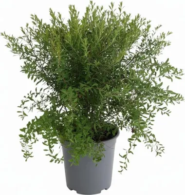 Produktbild von Spiraea arguta, Brautspiere, weiß, 40–60 cm