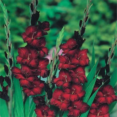 Produktbild von Gladiole Schwertblume Sommerblühende Siegwurze Dunkelrot 10 St.