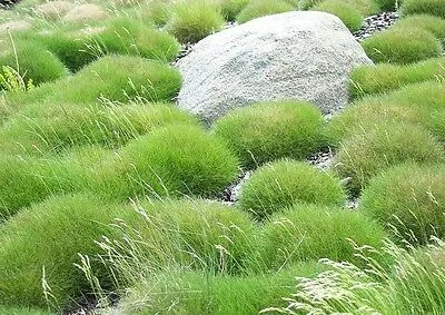 Produktbild von Stauden Gänge 10 x Festuca gautieri - Bärenfellgras - Immergrün, robust und stilvoll zugleich - perfekter Bodendecker