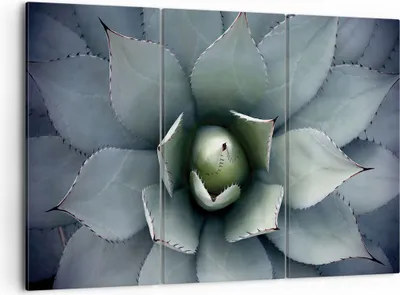 Produktbild von Bild auf Leinwand - Leinwandbild - 3 Teile - Blau Blätter Agave - 105x70cm - Wand Bild - Wanddeko - Wandbilder - Leinwanddruck - Bilder - Wanddekoration - Leinwand bilder - Wandbild - CE105x70-5133