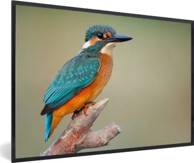Produktbild von MuchoWow® Gerahmtes Poster Vogel - Eisvogel - Zweig 90x60 cm - Poster mit Schwarzem Bilderrahmen Wandposter Rahmen Foto Bilder - Fotorahmen - Foto-Plakat