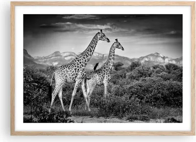 Produktbild von Gerahmtes Poster - Rahmen in heller Eiche - Giraffen Schwarzweiß Fotografie - 70x50 cm - Wand Bild - Wanddeko - Wandbilder - Kunstposter - Wandposter - Bilderrahmen - Bilder - P2NAA70x50-4441
