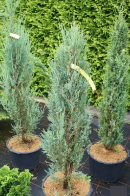 Produktbild von Juniperus scopulorum Blue Arrow - Raketenwacholder - Blauer Zypressenwacholder - 100-125cm