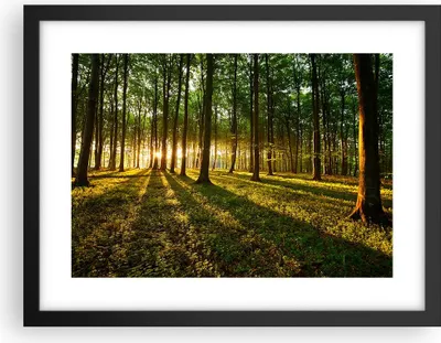 Produktbild von Gerahmtes Poster - Schwarzer Rahmen - Wald grün Sonnenstrahlen Natur - 40x30 cm - Wand Bild - Wanddeko - Wandbilder - Wandposter - Bilderrahmen - Bilder - Kunstdruck - Wandbild - P2BAA40x30-2510