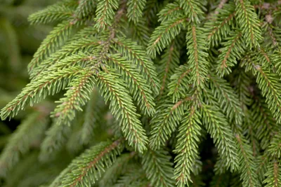 Produktbild von Picea orientalis 'Aurea', Orientalische Fichte, goldgelb, 80–100 cm