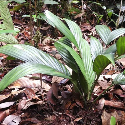 Image de Pinang-Tanah-Palme (Pinanga subterranea) - 1 graine