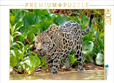 Produktbild von CALVENDO Puzzle Jaguar auf der Pirsch | 2000 Teile Lege-Größe 90x67cm Foto-Puzzle für glückliche Stunden
