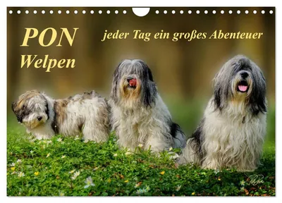Produktbild von Kalender 2027 · US-Version · PON – Welpen, jeden Tag ein großes Abenteuer (Wandkalender 2027 12" × 8" Querformat), CALVENDO 12-Monats-Wandkalender