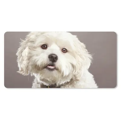 Produktbild von MuchoWow® Schreibtischunterlage Malteser Hund Porträt 80x40 cm - XXL Mauspad - Gaming Mauspad