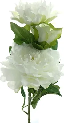 Produktbild von GASPER Pfingstrose - Peonie Weiß 63 cm - Kunstblumen