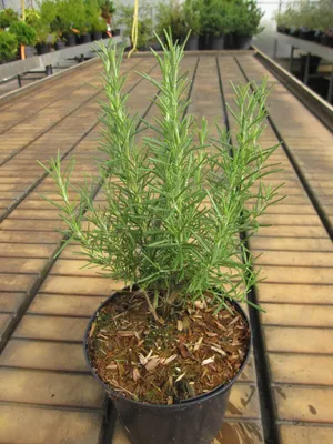 Produktbild von Rosmarin Miss Jessop's Upright - Rosmarinus officinalis Miss Jessops Upright - 10-15cm