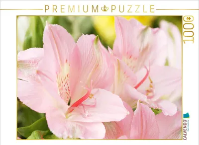 Produktbild von CALVENDO Puzzle Zarte Blüten der Inkalilie | 1000 Teile Lege-Größe 64x48cm Foto-Puzzle für glückliche Stunden