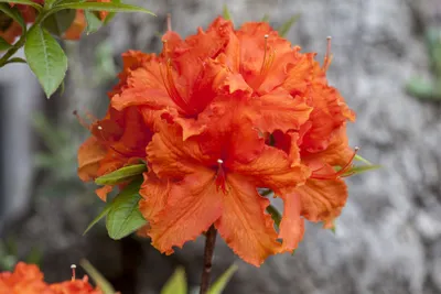Produktbild von Rhododendron luteum 'Golden Eagle', gelb, 30–40 cm